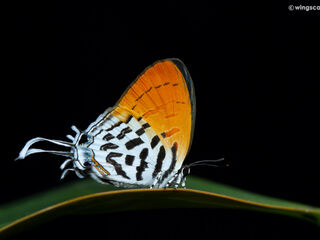 Drupadia ravindra moorei