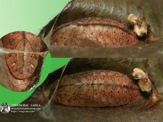 Arhopala paramuta paramuta