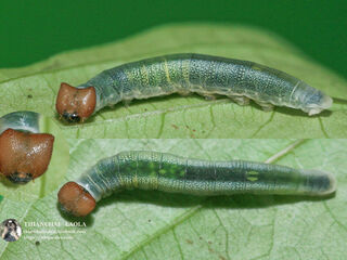 Tagiades cohaerens cynthia