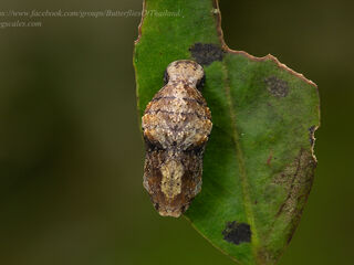 Rachana jalindra indra
