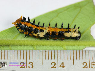 Papilio clytia clytia