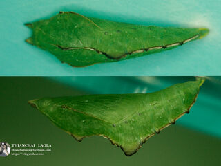 Rohana parisatis pseudosiamensis