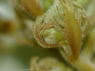 Sinthusa malika amata