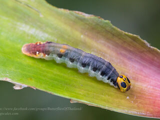 Pirdana hyela rudolphii