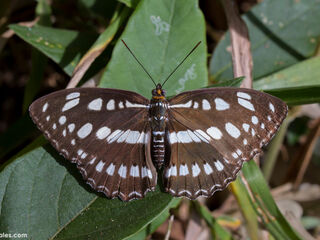 Athyma perius perius