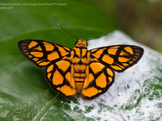 Odina hieroglyphica ortina