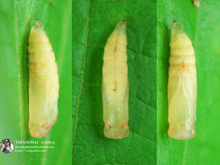 Iambrix salsala salsala