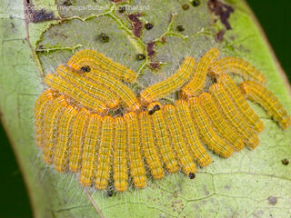 Poritia hewitsoni tavoyana