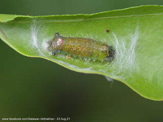 Semanga superba deliciosa
