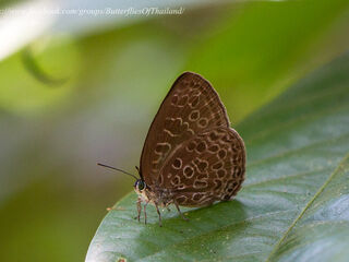 Arhopala belphoebe belphoebe