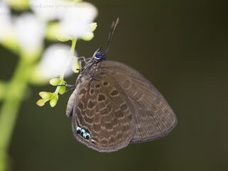 Arhopala moorei busa