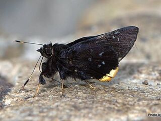 Creteus cyrina cyrina