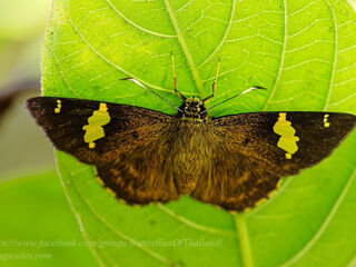 Celaenorrhinus dhanada dhanada