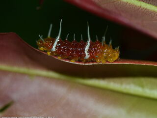 Thamala marciana marciana