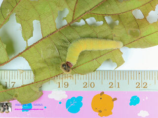 Abaratha angulata angulata