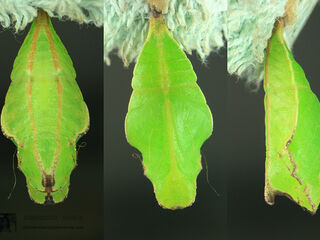 Graphium antiphates nebulosus