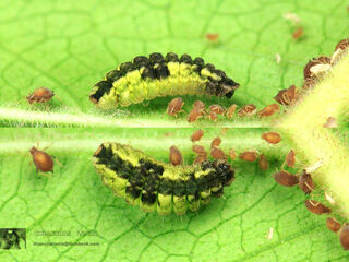 Miletus chinensis learchus