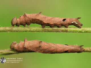 Pantoporia paraka paraka