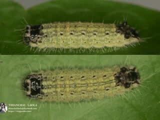 Spindasis syama peguanus