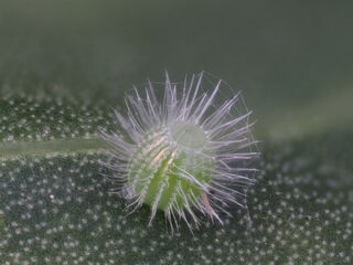 Ariadne ariadne pallidior