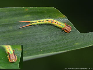 Elymnias dara darina