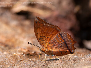 Charaxes aristogiton aristiogiton