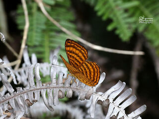 Zemeros emesoides emesoides