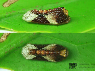 Tajuria cippus cippus