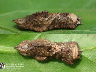 Jacoona anasuja nigerrima