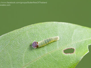 Abaratha angulata angulata