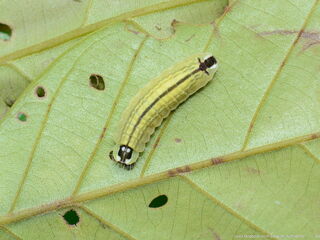 Flos anniella anniella