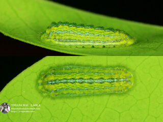 Amblypodia anita anita