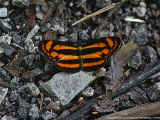 Lasippa heliodore dorelia