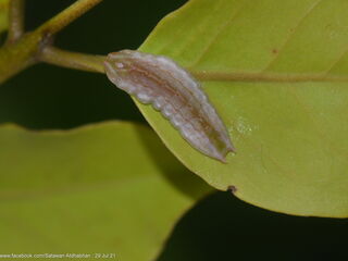 Dacalana burmana burmana