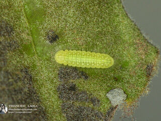 Arhopala birmana birmana