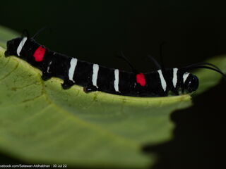 Idea lynceus lynceus