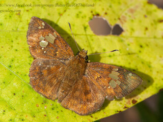 Pseudocoladenia fabia