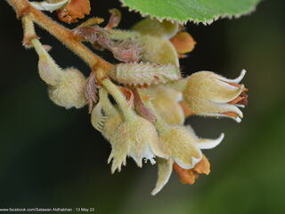 Sinthusa malika amata