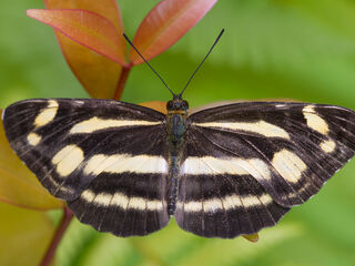 Neptis armandia pila