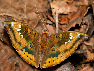 Euthalia aconthea garuda