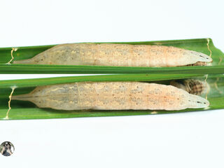 Hyarotis adrastus praba