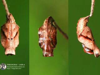 Pantoporia paraka paraka