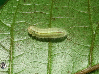 Arhopala paramuta paramuta