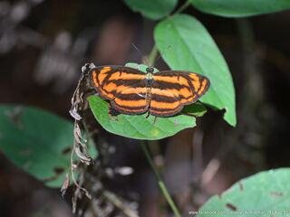 Pantoporia aurelia aurelia