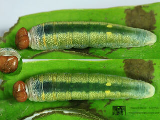 Tagiades litigiosa litigiosa