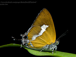 Horaga syrinx moulmeina