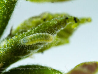 Thaduka multicaudata multicaudata