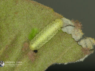 Arhopala birmana birmana