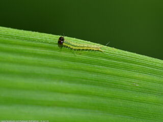 Elymnias dara darina