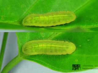 Arhopala agaba agaba